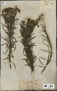 spécimen de Senecio linifolius