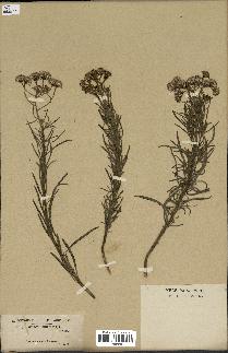 spécimen de Senecio linifolius
