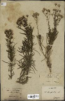 spécimen de Senecio linifolius