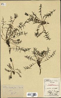 spécimen de Taraxacum lacistophyllum