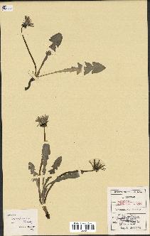 spécimen de Taraxacum marklundii