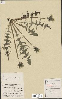 spécimen de Taraxacum macrolobum