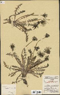 spécimen de Taraxacum multilobum