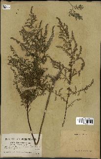 spécimen de Artemisia annua