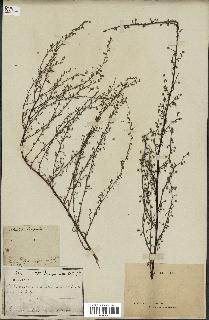 spécimen de Artemisia campestris