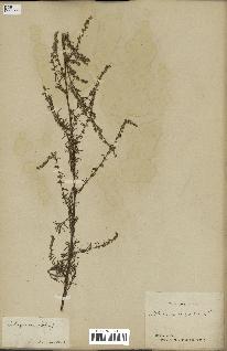spécimen de Artemisia campestris