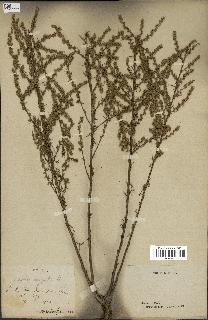 spécimen de Artemisia campestris