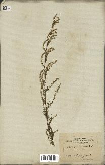 spécimen de Artemisia campestris