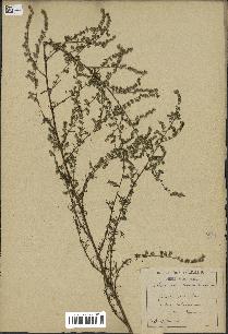 spécimen de Artemisia campestris