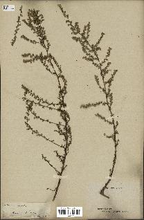 spécimen de Artemisia campestris