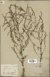 spécimen de Artemisia campestris