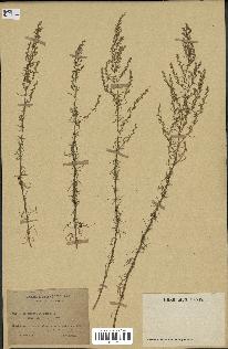 spécimen de Artemisia campestris