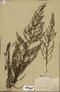 spécimen de Artemisia campestris