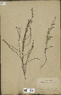 spécimen de Artemisia campestris