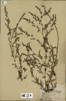 spécimen de Artemisia campestris