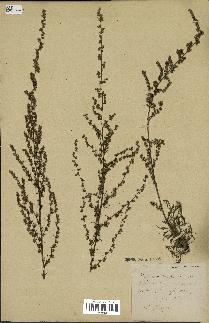 spécimen de Artemisia campestris