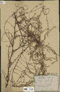 spécimen de Artemisia campestris