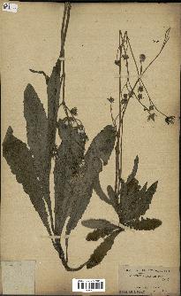 spécimen de Sonchus maritimus