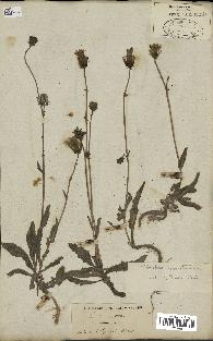 spécimen de Sonchus maritimus