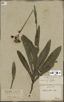 spécimen de Sonchus maritimus