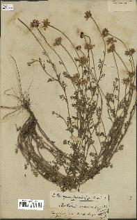 spécimen de Anthemis arvensis