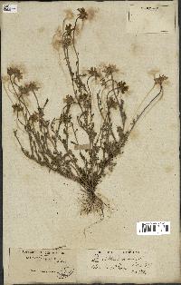 spécimen de Anthemis arvensis