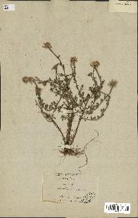 spécimen de Anthemis arvensis