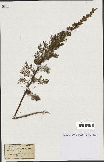 spécimen de Artemisia chamaemelifolia