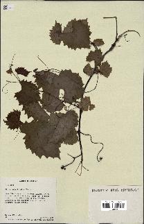 spécimen de Vitis rotundifolia