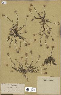 spécimen de Anthemis arvensis