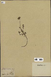 spécimen de Anthemis arvensis