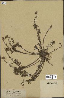 spécimen de Anthemis arvensis