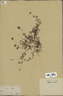 spécimen de Anthemis arvensis