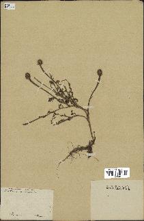 spécimen de Anthemis arvensis