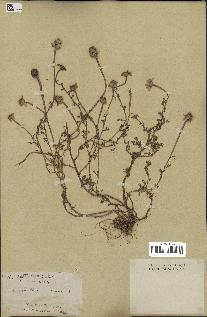 spécimen de Anthemis arvensis