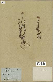 spécimen de Anthemis arvensis