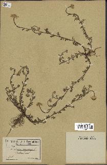 spécimen de Anthemis arvensis
