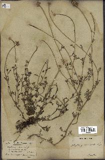 spécimen de Anthemis arvensis