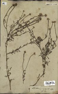 spécimen de Anthemis arvensis