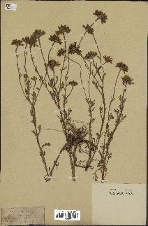 spécimen de Anthemis arvensis