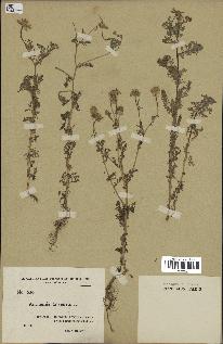 spécimen de Anthemis arvensis