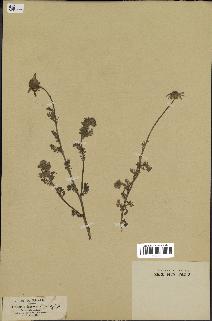 spécimen de Anthemis arvensis