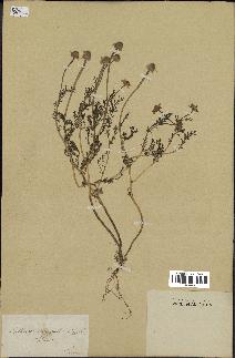 spécimen de Anthemis arvensis