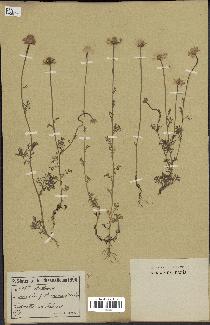spécimen de Anthemis arvensis