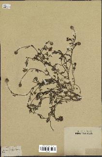 spécimen de Anthemis arvensis