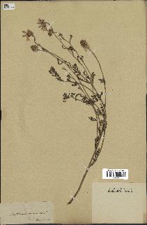 spécimen de Anthemis arvensis