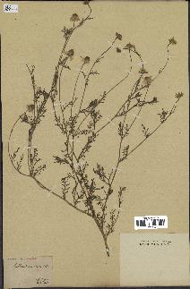 spécimen de Anthemis arvensis