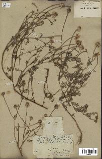 spécimen de Anthemis arvensis