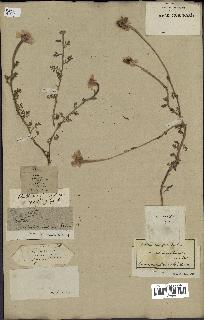 spécimen de Anthemis arvensis