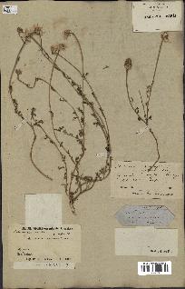 spécimen de Anthemis arvensis